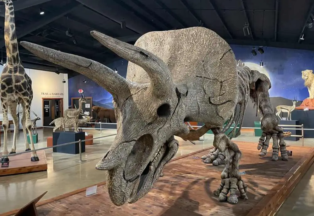 Bandera Natural History Museum, best things to do in bandera, tx