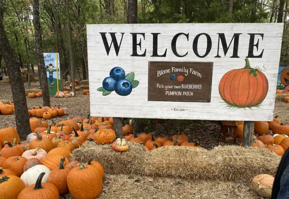 Pumpkin patch at Blaise FAMILY Farm in Rockwall, Texas