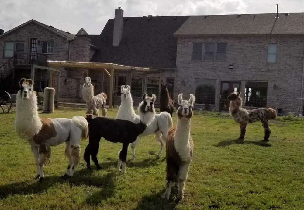 Cute Llamas at Shangrillama in Royse City near Rockwall Texas