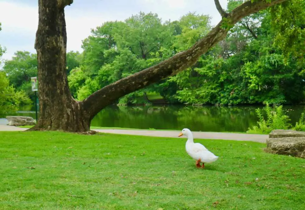 A duck at River Road Park in Boerne, Texas. Best things to do in boerne