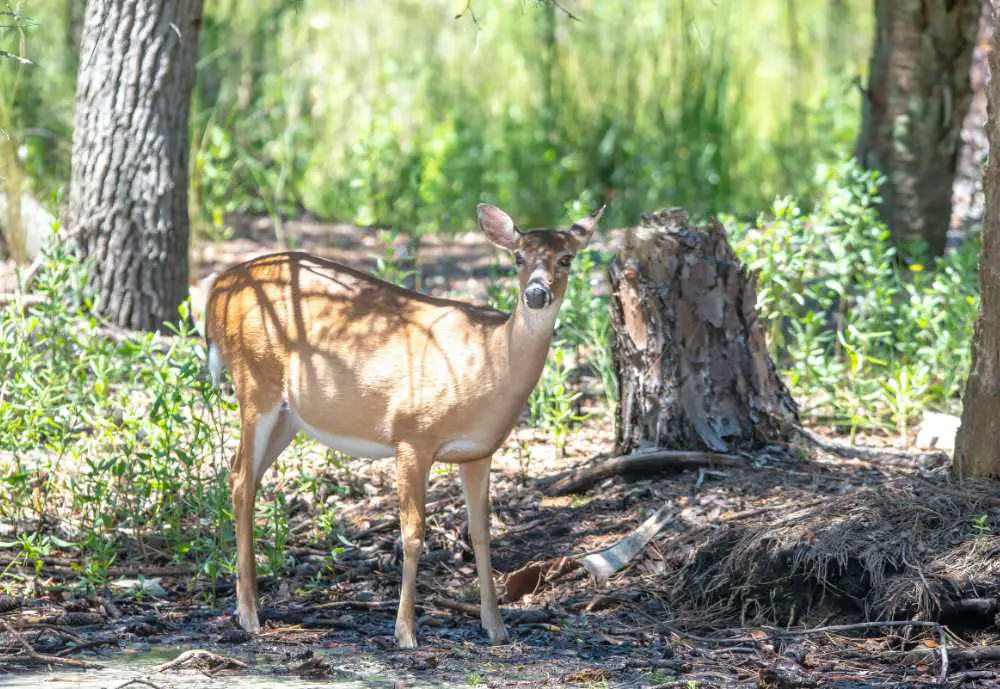 A deer at Hunting Island State Park, South Carolia