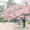 Blooming cherry blossom tree in a peaceful park during spring, showcasing vibrant pink flowers and scenic nature views.