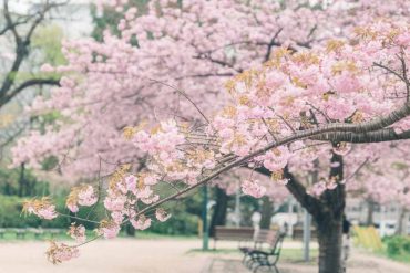 Blooming cherry blossom tree in a peaceful park during spring, showcasing vibrant pink flowers and scenic nature views.
