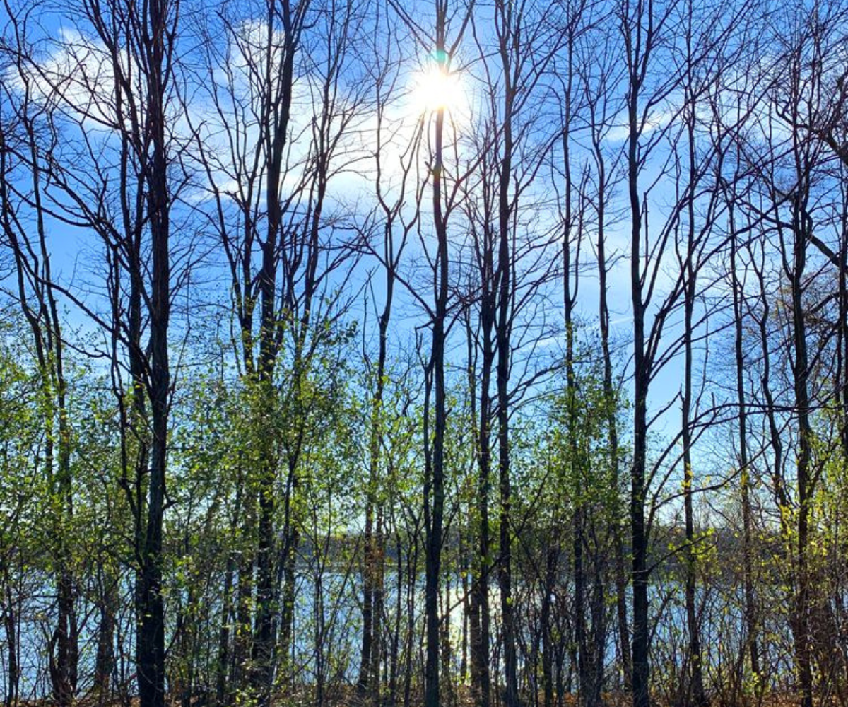 Trees inside the park